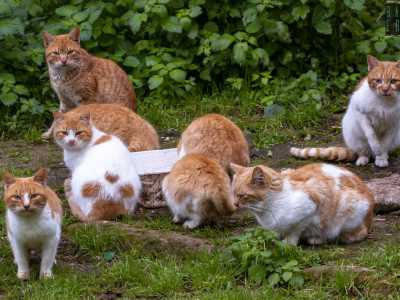Salutiamo la donna e andiamo a visitare il giardino, nel quale giocano dei gatti adottati dalla struttura